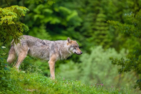 A eurasian gray wolf (Canis lupus lupus) stands on a grassy hill with a green forest in the
