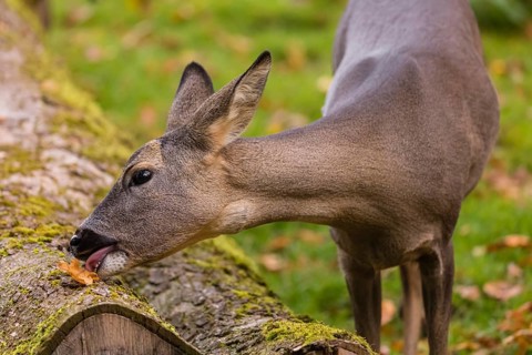 One female Roe Deer, (Capreolus capreolus), nibbles moss from dead fallen tree trunk