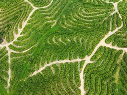 Cultivated orange trees (Citrus sinensis) and network of agricultural roads. Aerial view. Drone