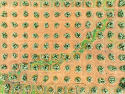 Cultivated olive trees (Olea europaea). Aerial view. Drone shot. Jaén province, Andalusia, Spain,