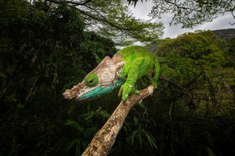 Female chameleon (Calumma linotum) in the rainforests of Amper Mountain National Park in northern