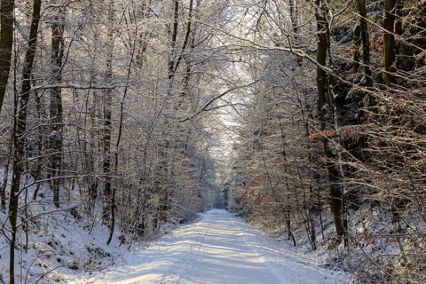 Straight hiking trail on a former railway embankment in the snow near Dürrröhrsdorf-Dittersbach,