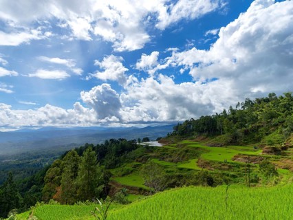 Rice fields, rice terraces, landscape near Limbong, Tana Toraja, Sulawesi, Indonesia, Asia