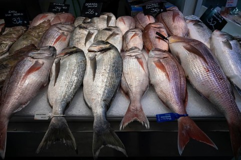 Display Dorade, Fish, Fishmonger, Interior view, Market hall, Mercat de l'Olivar, Palma de Majorca,