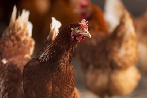 Brown hen in the foreground, surrounded by blurred conspecifics in the background, domestic fowl,