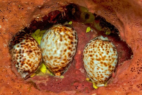 Three specimens of tiger cowrie (Cypraea tigris) hiding in cavity of sponge (Porifera), Pacific