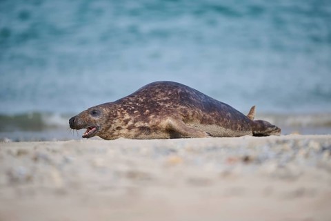 Grey seal (Halichoerus grypus) lying on the beach, Düne, Helgoland, Schleswig-Holstein, Germany,