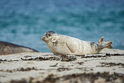 Grey seal (Halichoerus grypus) youngster lying on the beach, Düne, Helgoland, Schleswig-Holstein,