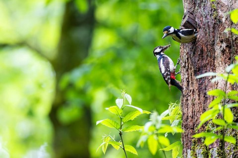 Great spotted woodpecker (Dendrocopos major), male shortly in front of departure from breeding den,