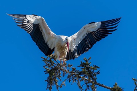 Stork with spread wings balancing on a branch under a bright blue sky, White Stork (Ciconia
