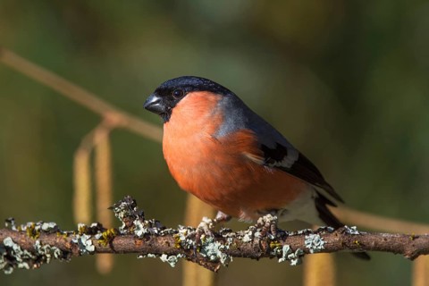 A male bullfinch (Pyrrhula pyrrhula) sitting on a branch in a natural environment,