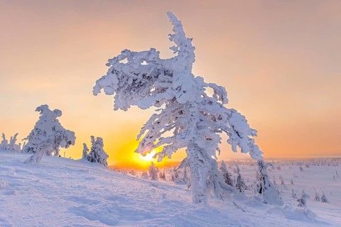 Tykky forest, snow covered spruce tree on the taiga at sunrise in winter, Riisitunturi National