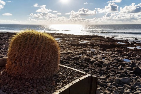 Cactus in a flower pot, rocky west coast, black lava coast, coastline, backlight, El Golfo, Yaiza,