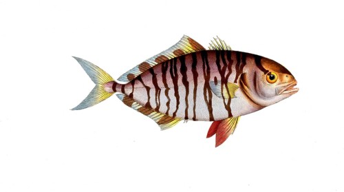 Fish, fishes, group of perch relatives, Scomber fascinatus, the banded mackerel, the streaked