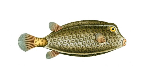 Fish, Fish, Genus marine ray-finned fish, Ostracion cubicus, spikeless square, yellow boxfish,