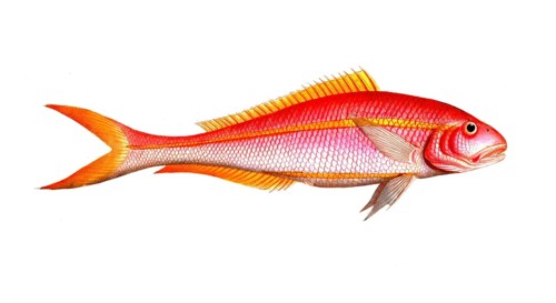Fish, Fishes, Seabream family, Sparus chrysurus, the gold-tailed gilt-head, Historical, digitally
