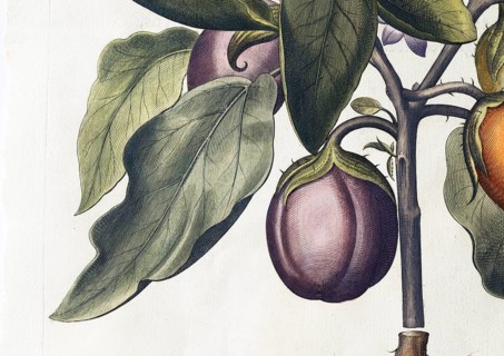 Aubergine (Solanum melongena) or egg plant, hand-coloured copperplate engraving by Basilius Besler,