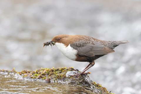 White-throated Dipper (Cinclus cinclus) on a mossy stone on the bank of a river, with caddis fly