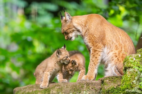 Eurasian lynx (Lynx lynx) mother with her youngsters (cubs) in a forest, Bavaria, Germany, Europe