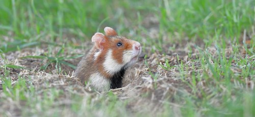 European hamster (Cricetus cricetus), in a meadow, just coming out of its burrow, Vienna, Lower