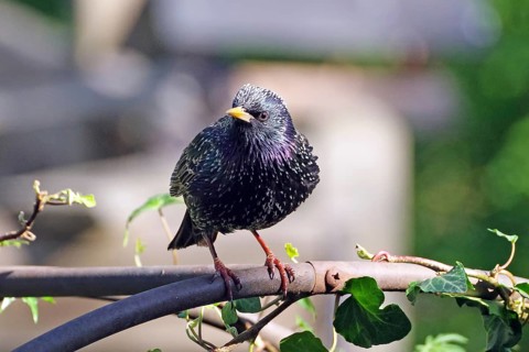 A starling sits on a branch with ivy leaves while sunlight illuminates it, Braunschweig, Lower