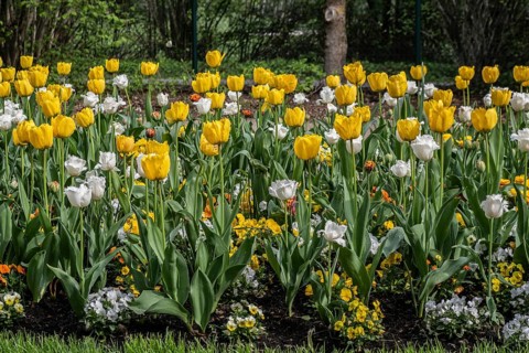 Tulips (Tulipa) and horned violets (Viola cornuta) in a flower bed, Lower Saxony, Germany, Europe