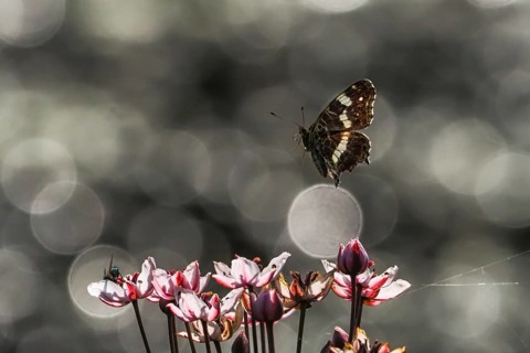A map butterfly (Araschnia levana) flies over pink flowers, sparkling background, Hesse, Germany,
