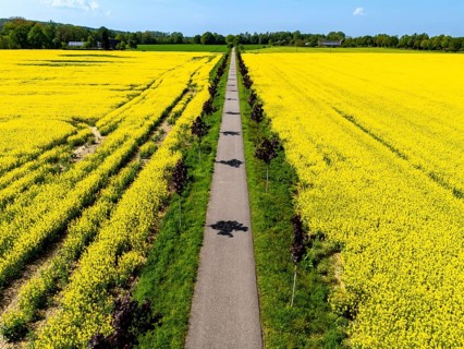 The avenue cycle path between Xanten and Marienbaum, Kalkar, on the Lower Rhine, former railway