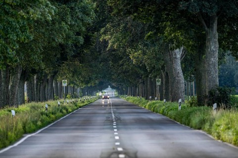 Country road, tree-lined avenue on the Lower Rhine, near Kalkar-Grieth, Rheinuferstraße, North