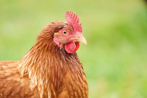 Close-up of a chicken with brown feathers and a red comb in an outdoor setting, Chicken (Gallus