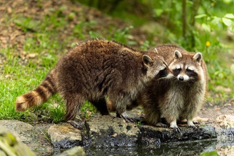 Two raccoons (Procyon lotor)