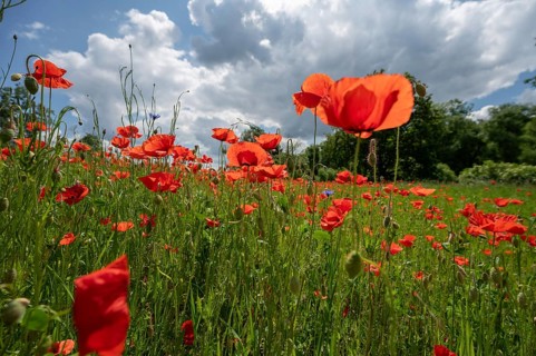 Flowering poppy (Papaver Rheos) in a field, Bavaria, Germany, Europe