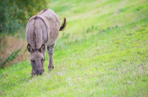 Donkey (Equus asinus asinus) or domestic donkey, completely grey coloured variant with eel line and