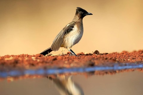 Grey bulbul (Pycnonotus barbatus), adult, at the water, Kruger National Park, Kruger National Park,