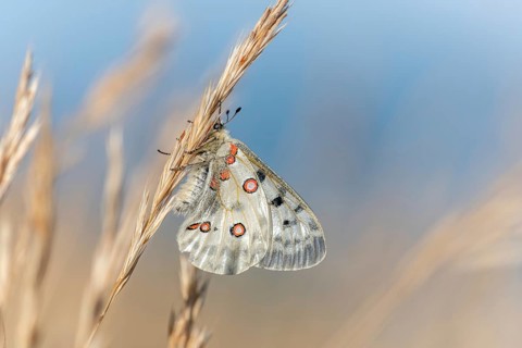 Mountain Apollo butterfly (Parnassius apollo) in a meadow. Drome, Alpes de haute Provence, France,
