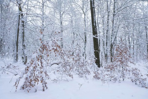 Snow-covered deciduous forest in winter, Hainich National Park, Thuringia, Germany, Europe