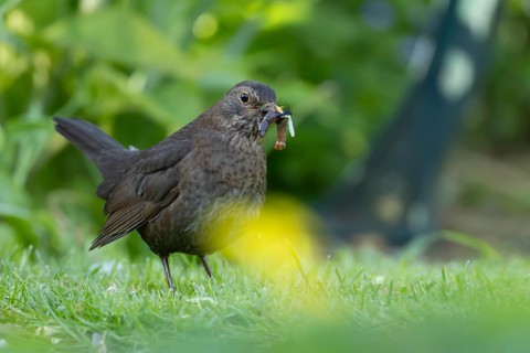 European blackbird (Turdus merula) adult female bird with a beak full of food in its beak on a