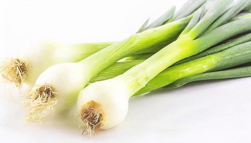 Vegetable, spring onion or spring onion, also known as winter onion, Allium fistulosum