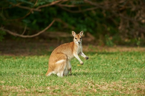 Close-up of an agile wallaby (Macropus agilis) on a meadow wildlife in Australia