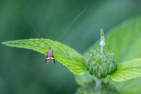 Longhorn butterfly (Nemophora degeerelle), Emsland, Lower Saxony, Germany, Europe