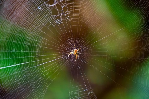 Spider in a spider's web, Tortuguero National Park, Costa Rica, Central America