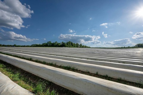 Asparagus field covered with white foil (Asparagus) in the backlight, Middle Franconia, Bavaria,