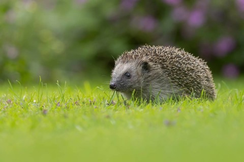 European hedgehog (Erinaceus europaeus) adult animal on a garden grass lawn in the summer, Suffolk,