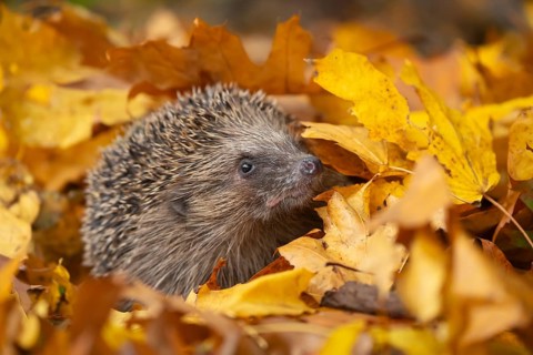European hedgehog (Erinaceus europaeus) adult animal on fallen autumn leaves in a garden, Suffolk,
