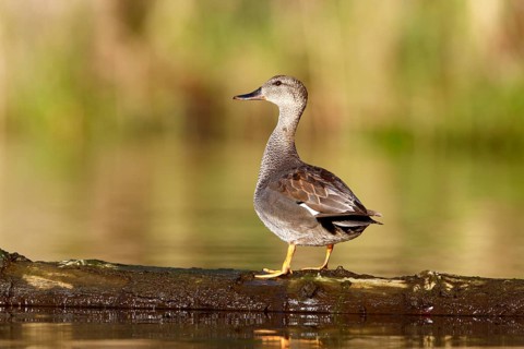 Gadwall (Mareca strepera) resting on a floating tree trunk, Flusslandschaft Peenetal nature park
