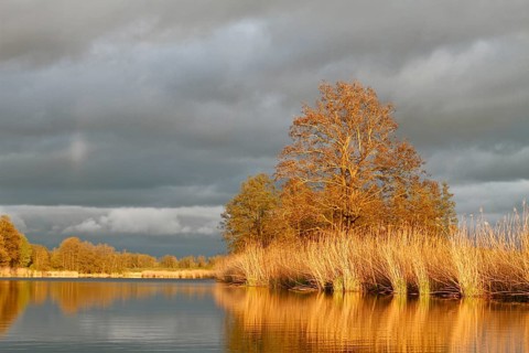 Evening mood on the Peene in spring, alders on the banks of the Peene, dramatic light mood,