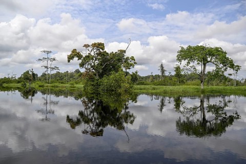 Waterscape on the Akaka River, Loango National Park, Parc National de Loango, Ogooué-Maritime