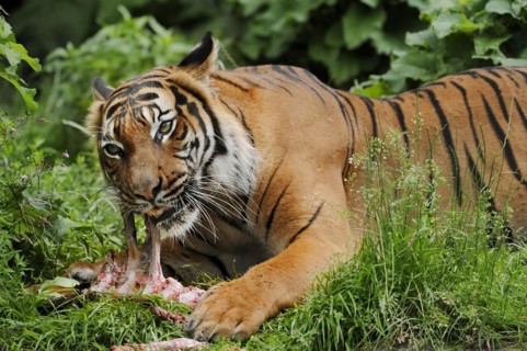 Sumatran tiger (Panthera tigris sumatrae), feeding, captive, occurring on Sumatra, Indonesia, Asia