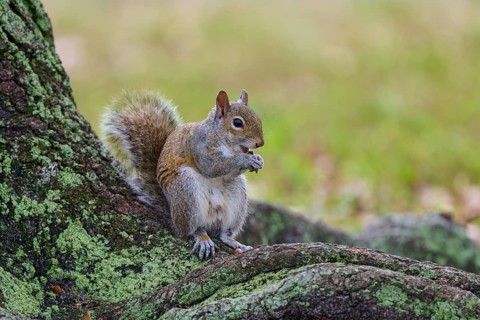 American grey squirrel (Sciurus carolinensis), sitting on a tree root in a green and natural