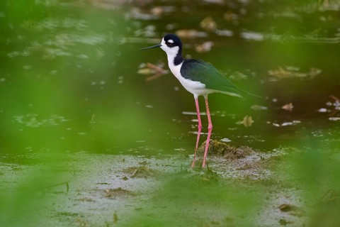 Black-necked Stilt (Himantopus mexicanus), Wakodahatchee Wetlands, Delray Beach, Florida, USA,